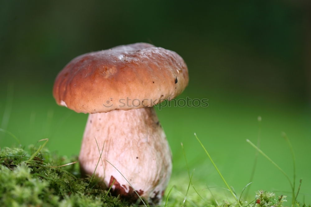 Similar – Birch mushroom _2 Moss