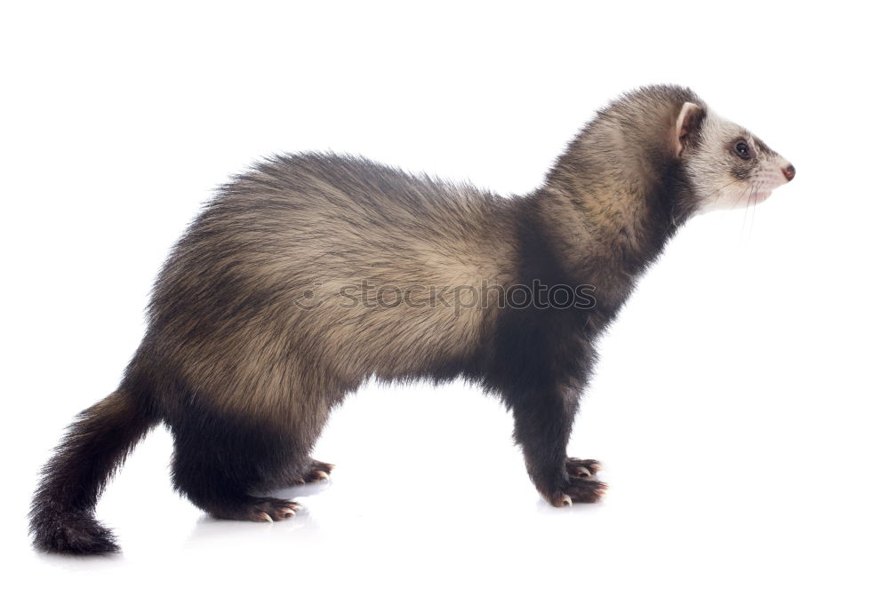 Similar – Image, Stock Photo portrait of lesser mole rat