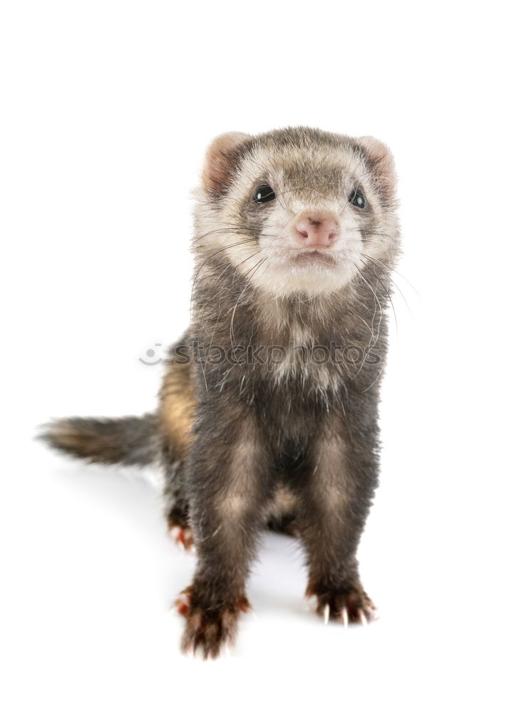 Image, Stock Photo Plush Ferret Animal