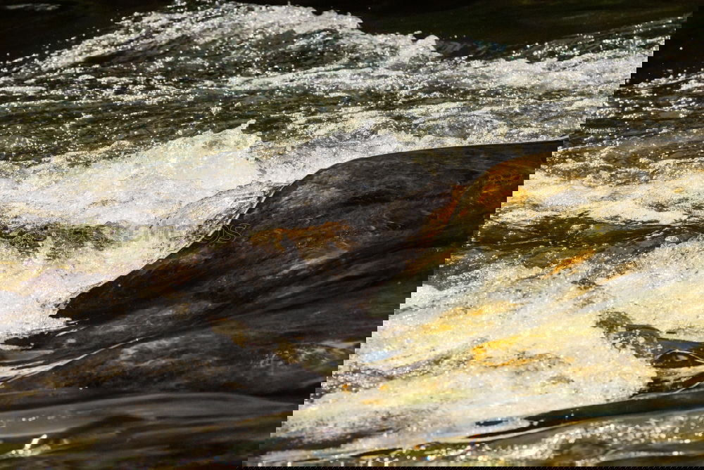 Similar – Image, Stock Photo Bubbling mountain stream at the Stuiben Falls