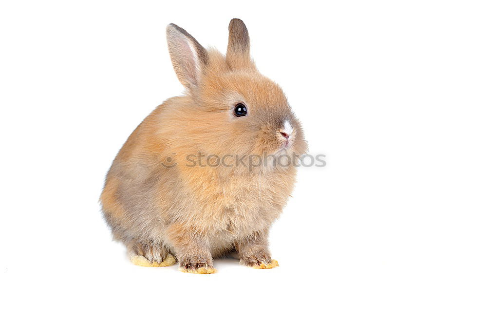 Similar – Image, Stock Photo proud mother hare Girl Arm