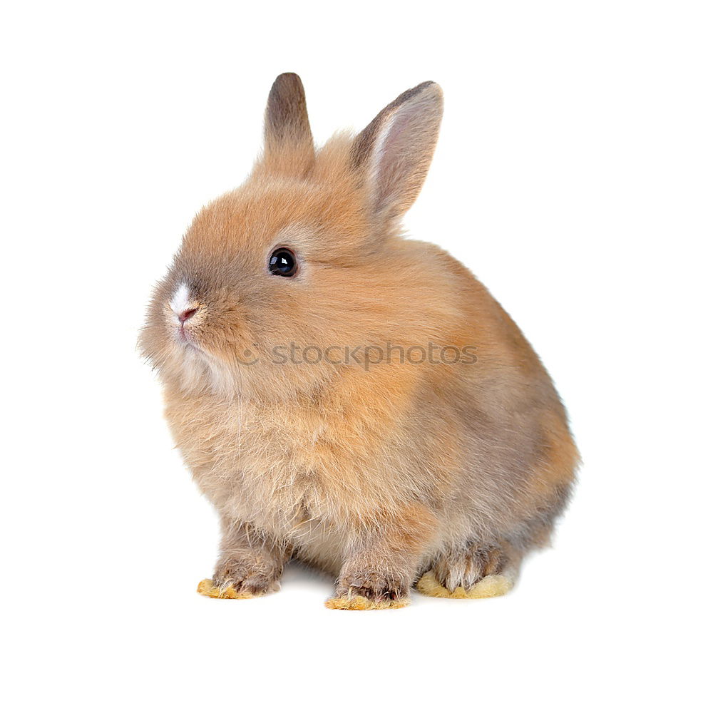 Similar – Image, Stock Photo proud mother hare Girl Arm