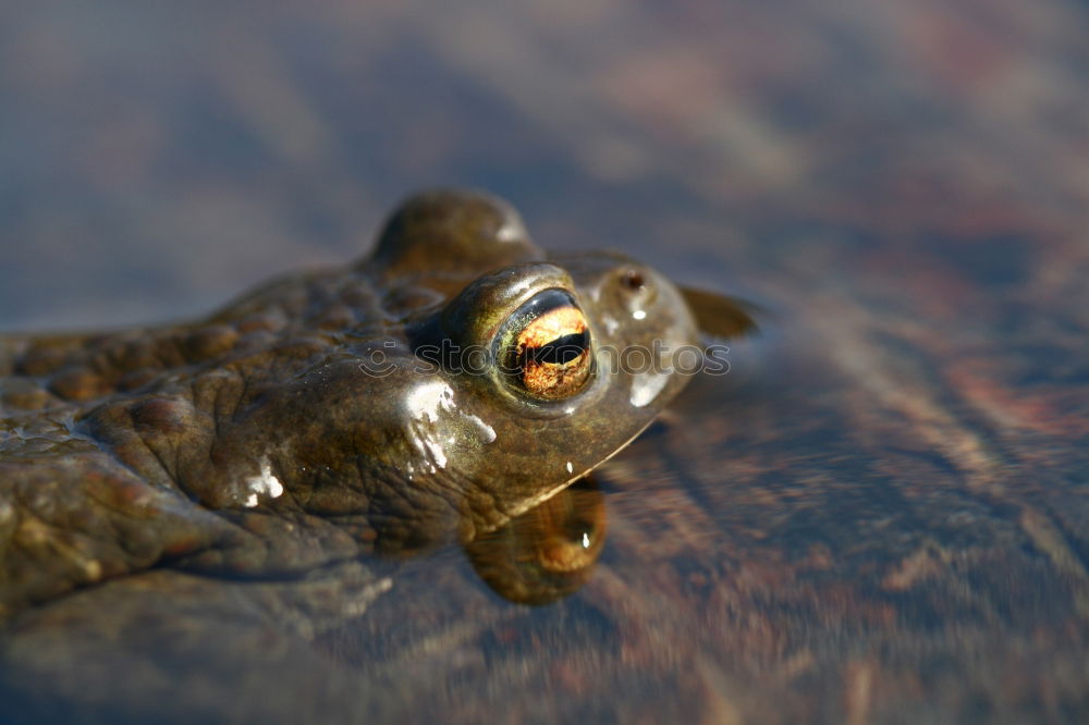 Similar – Foto Bild Frosch Umwelt Tier Wasser