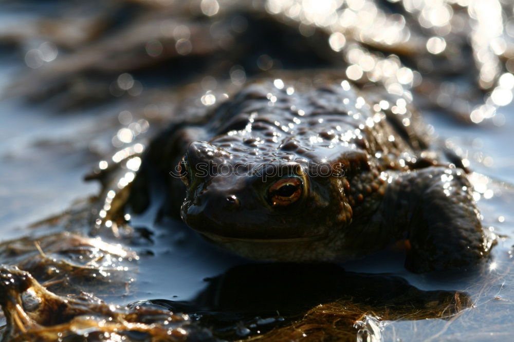 Similar – Image, Stock Photo spring fever Animal Frog