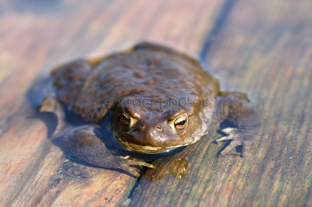 Similar – Image, Stock Photo frog Tree frog Green Frog