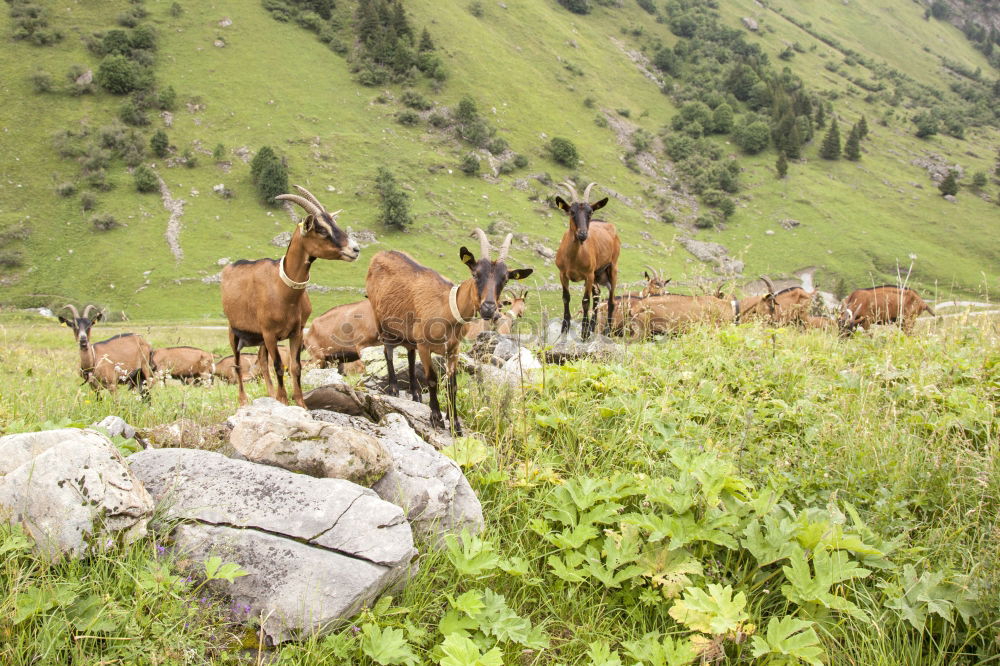 Similar – Image, Stock Photo Resting Haflinger Animal