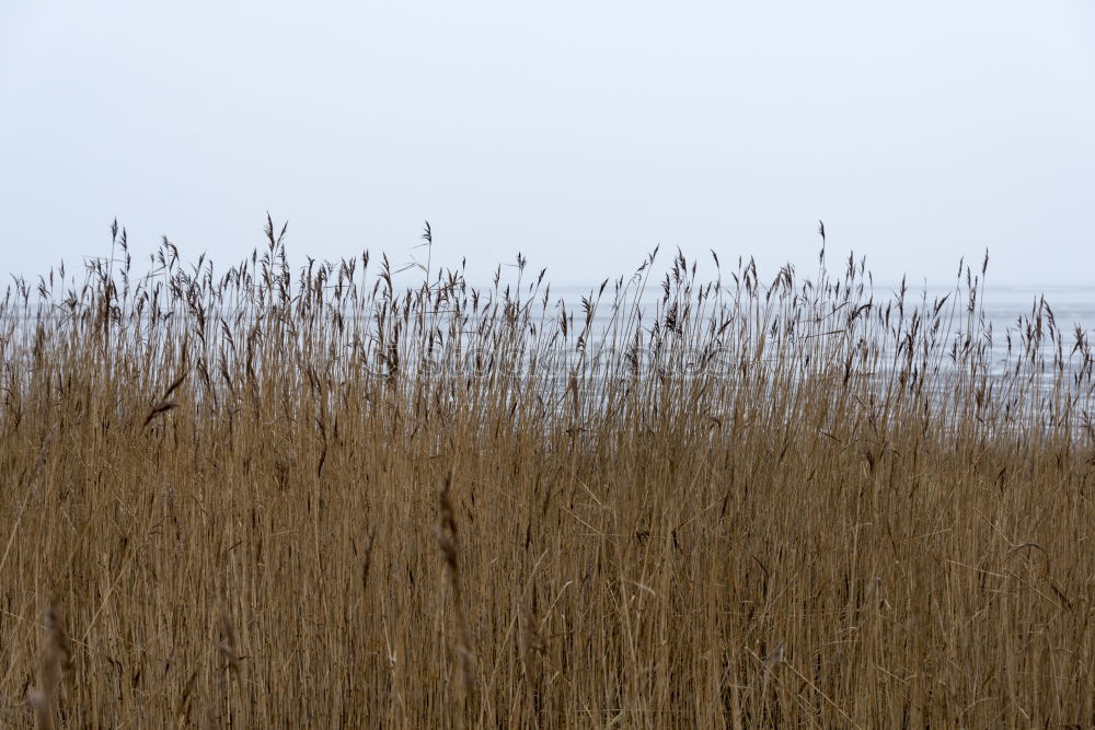 Similar – Image, Stock Photo Snow dunes on Rügen