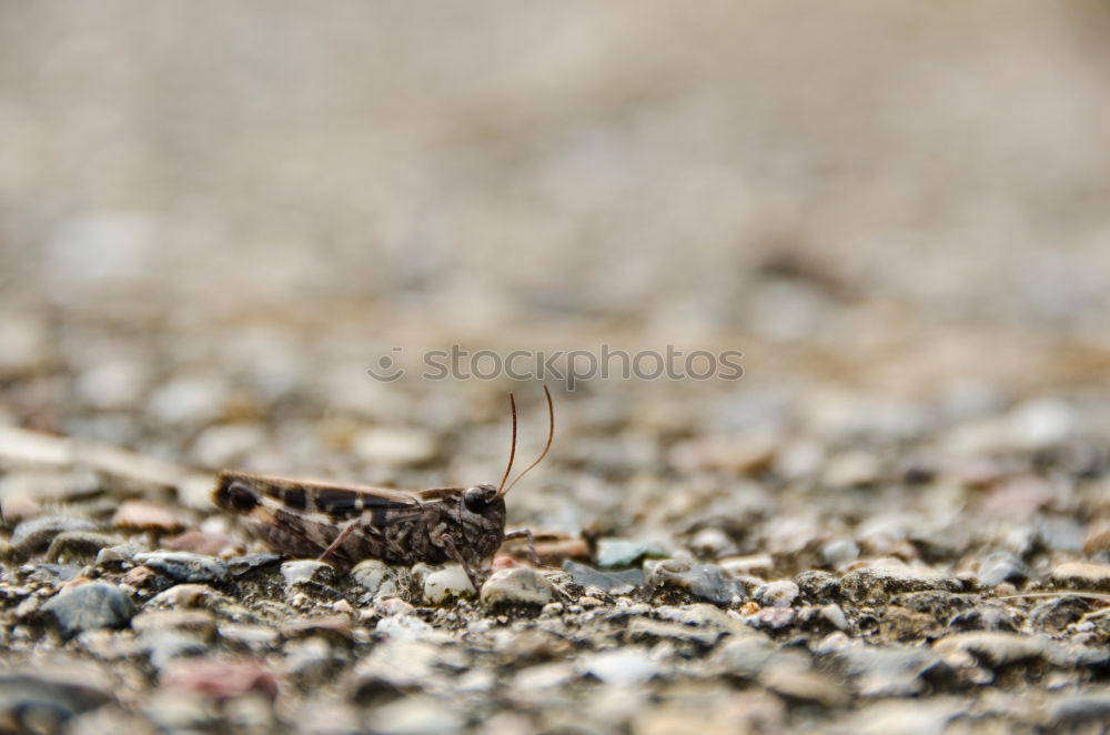 Similar – Image, Stock Photo newt Amphibian Frog