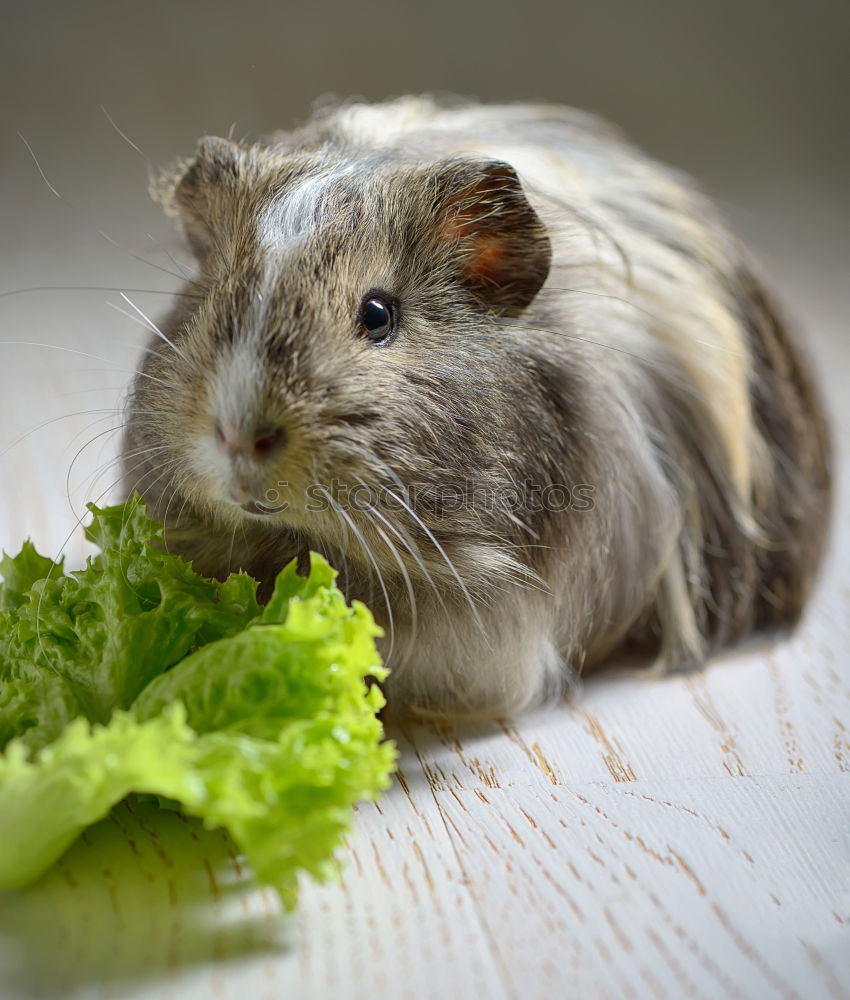 Similar – Foto Bild Hase beim fressen Haustier