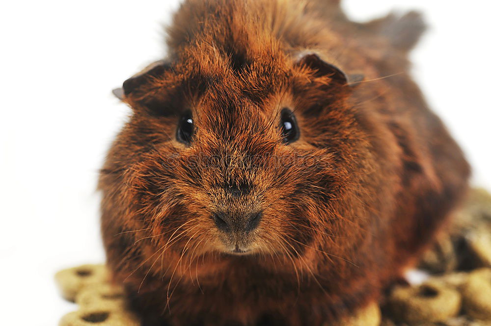 Similar – Degu says hello