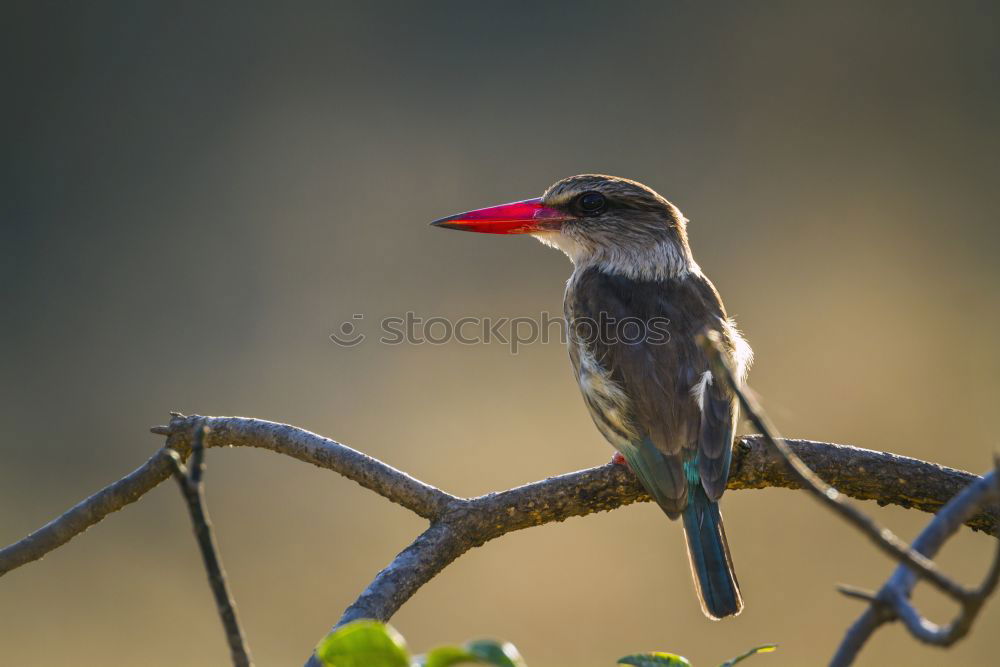 Similar – kingfisher Bird Tree