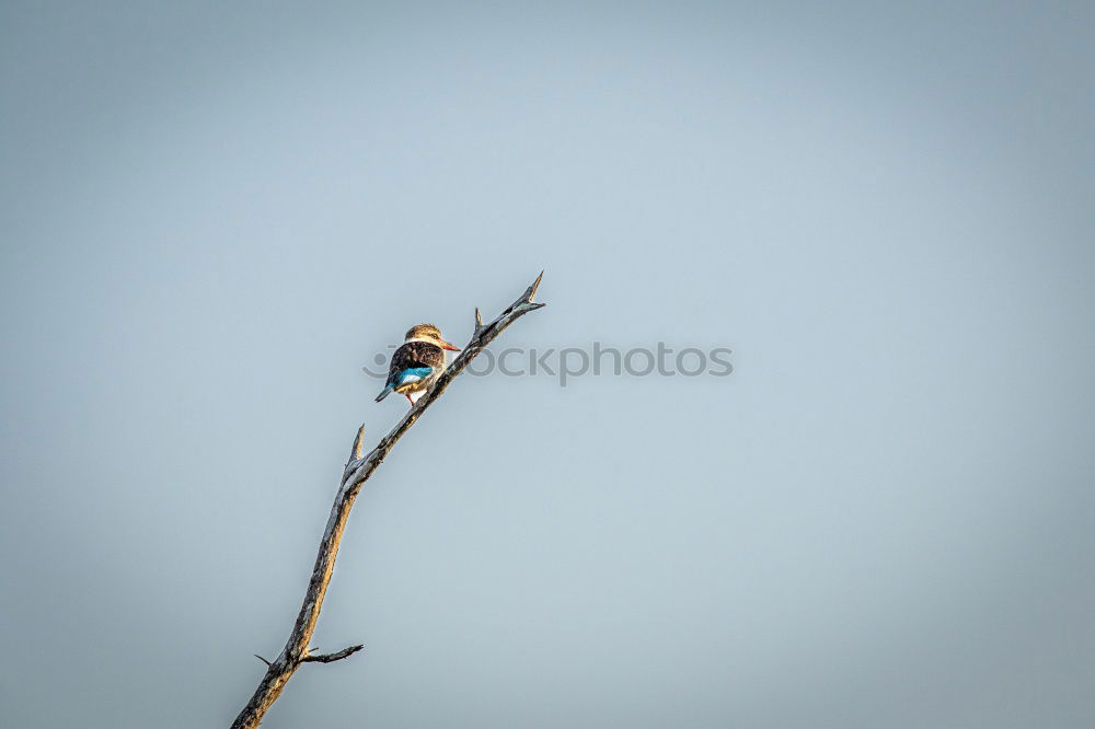 Similar – Foto Bild Winterspatz Umwelt Natur