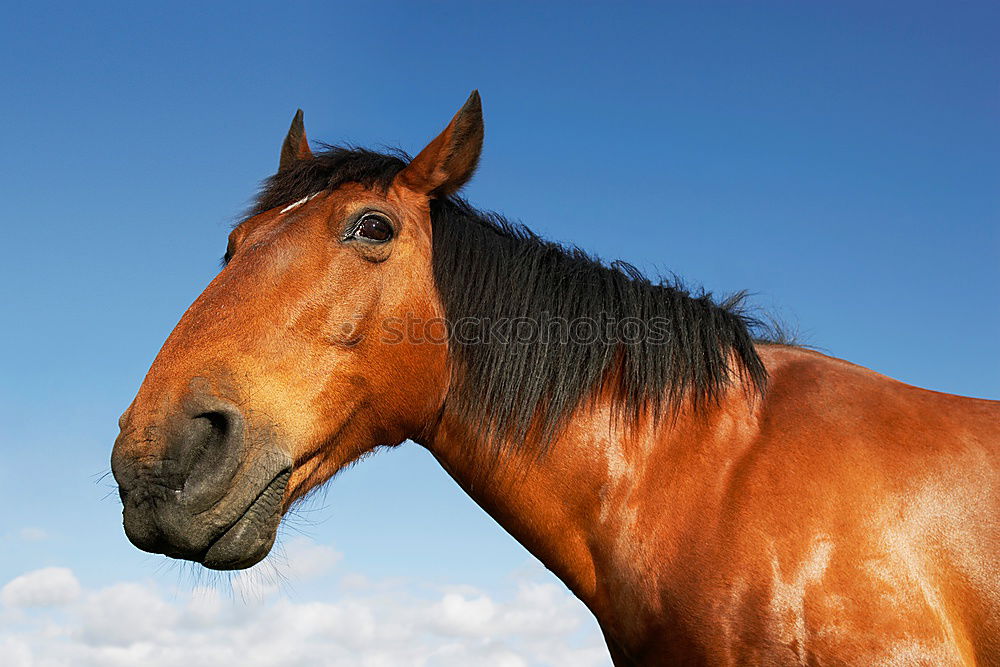 Similar – Image, Stock Photo Pony in the sky Horse