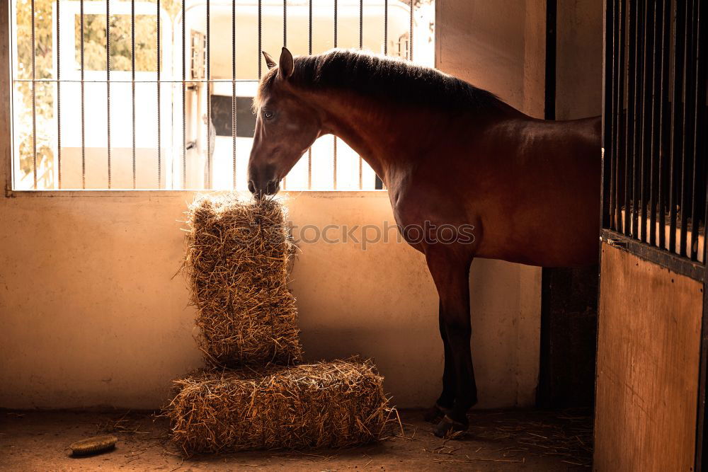 Similar – Image, Stock Photo Half Door Animal