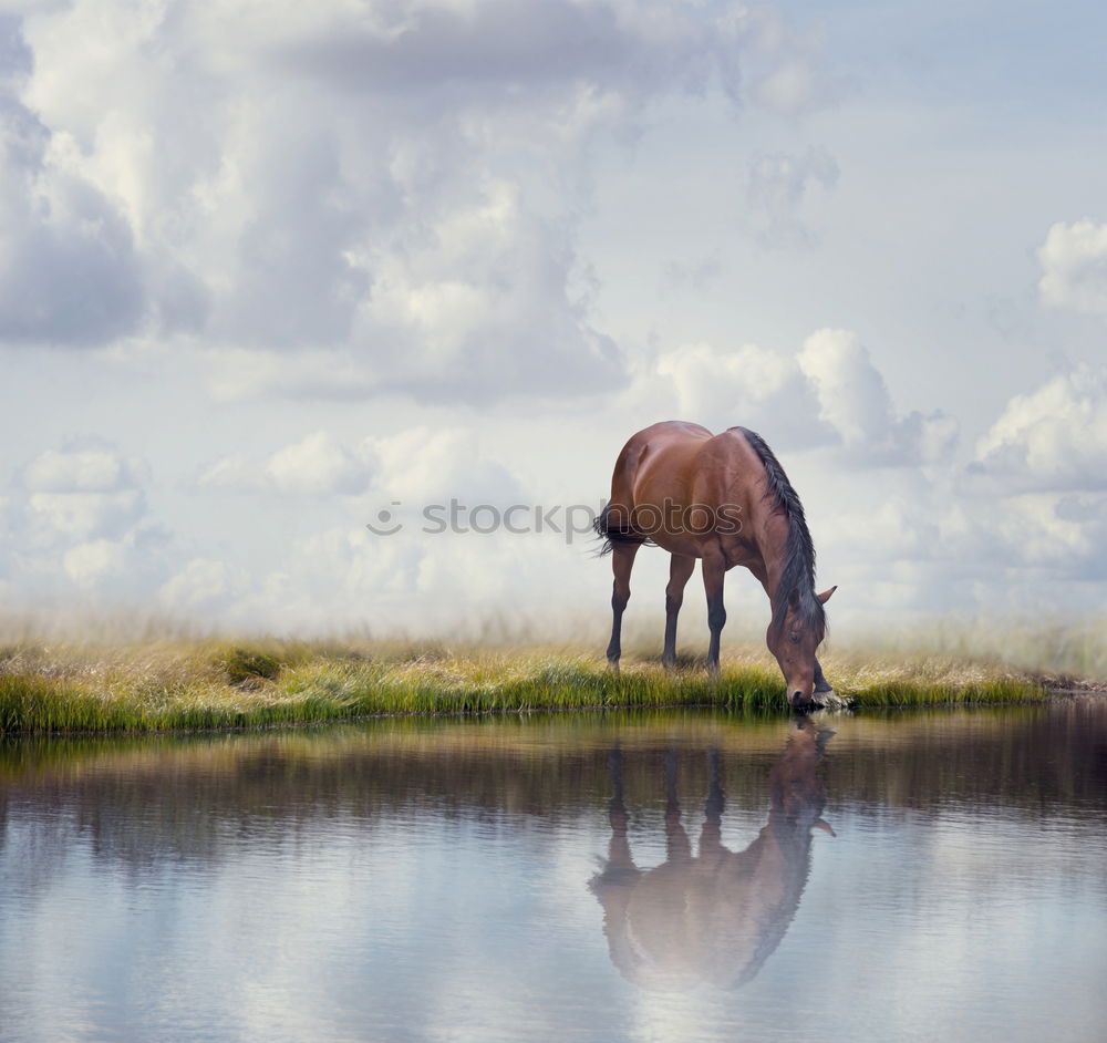 Similar – Hiddensee l Idylle Umwelt