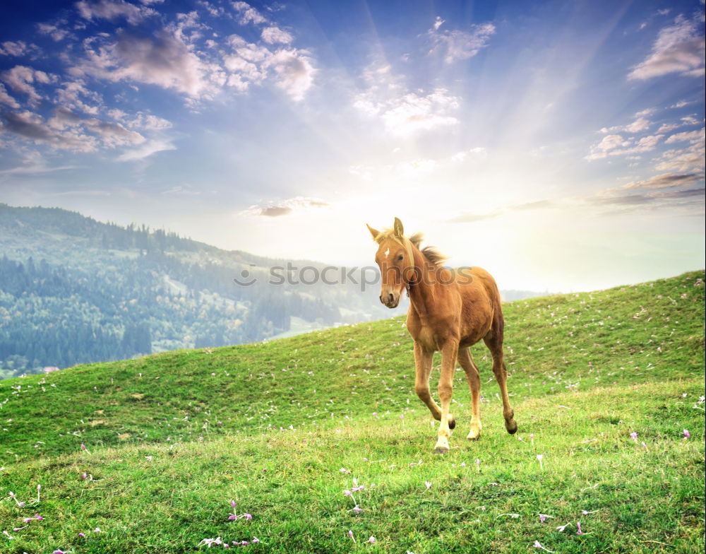 Similar – Foto Bild Erleuchtung Pferd Baum