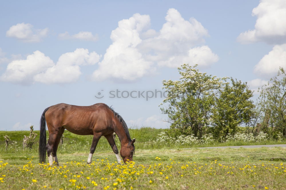 Similar – Image, Stock Photo shadow parker Agriculture