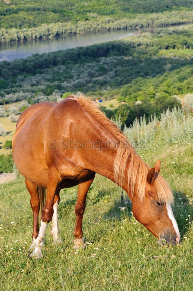 Similar – phoenix 2 Horse Pasture