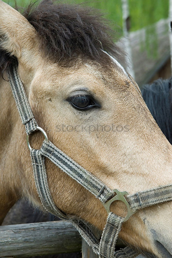 Similar – Ich! Ich! Ich! Pferd