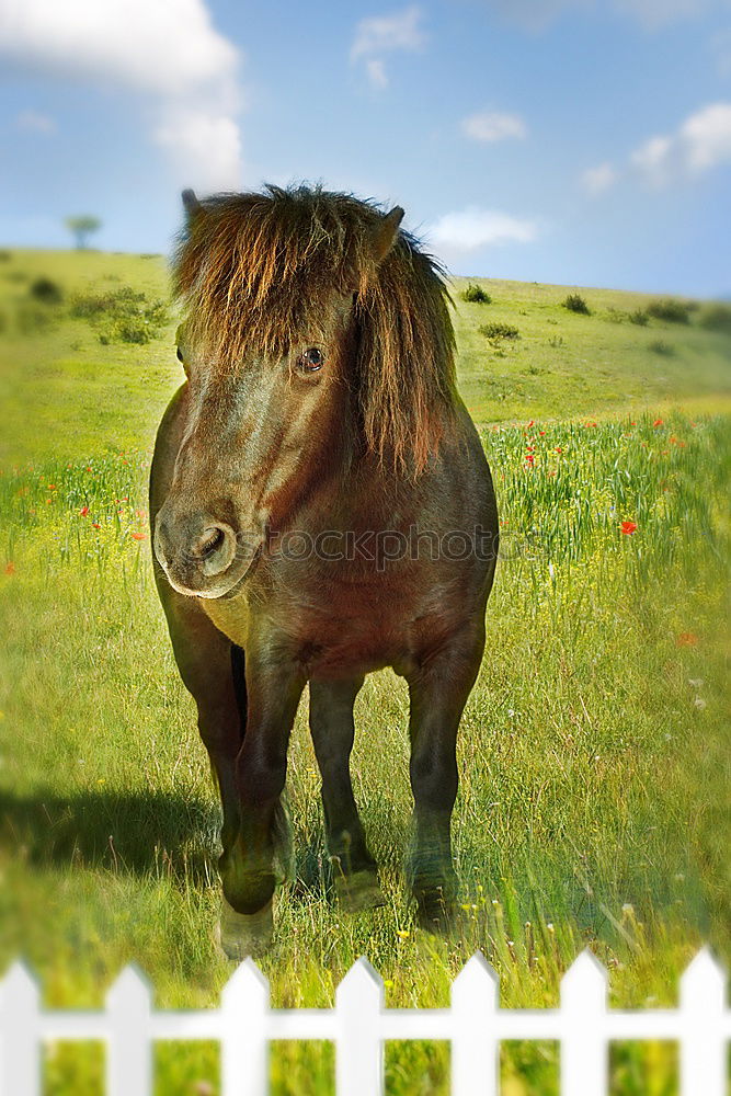 Similar – Image, Stock Photo sea apple Horse Tails Firm