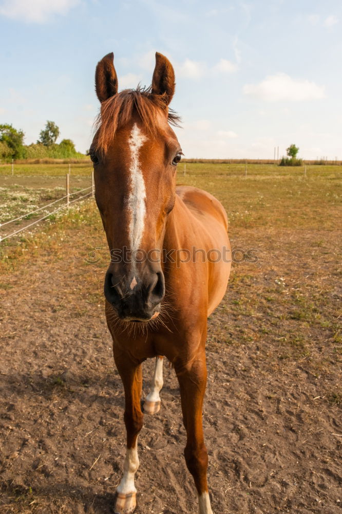 Similar – Portrait of an Icelandic pony