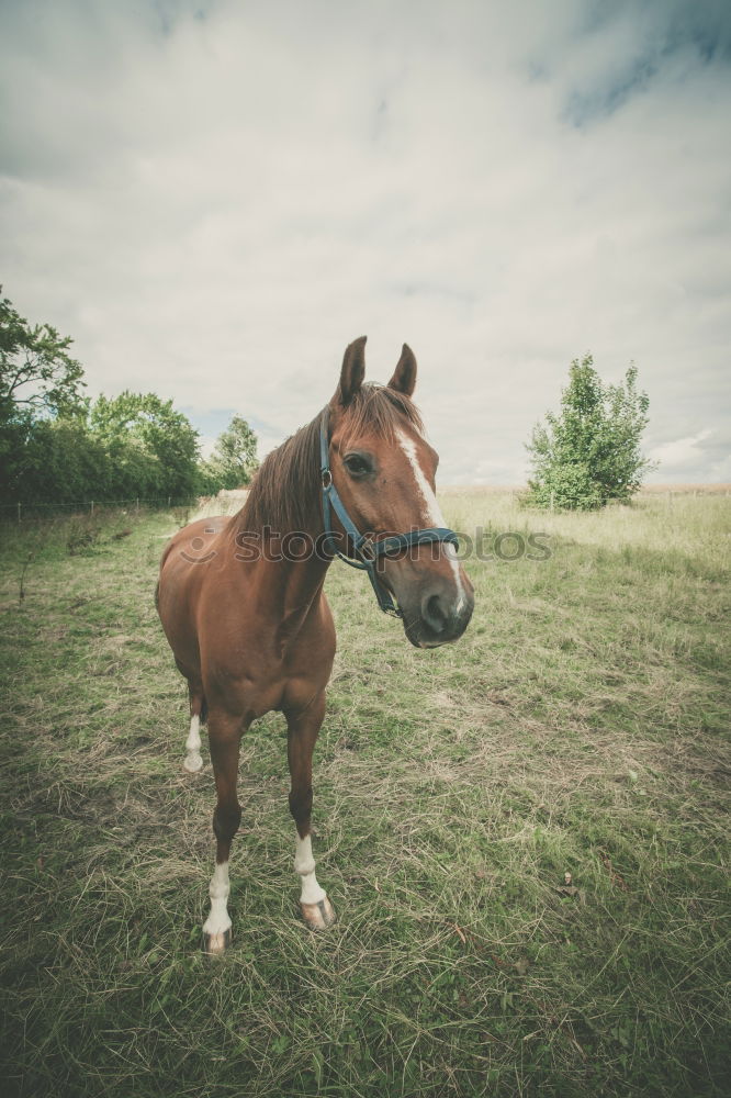 Similar – Lonely. Animal Horse