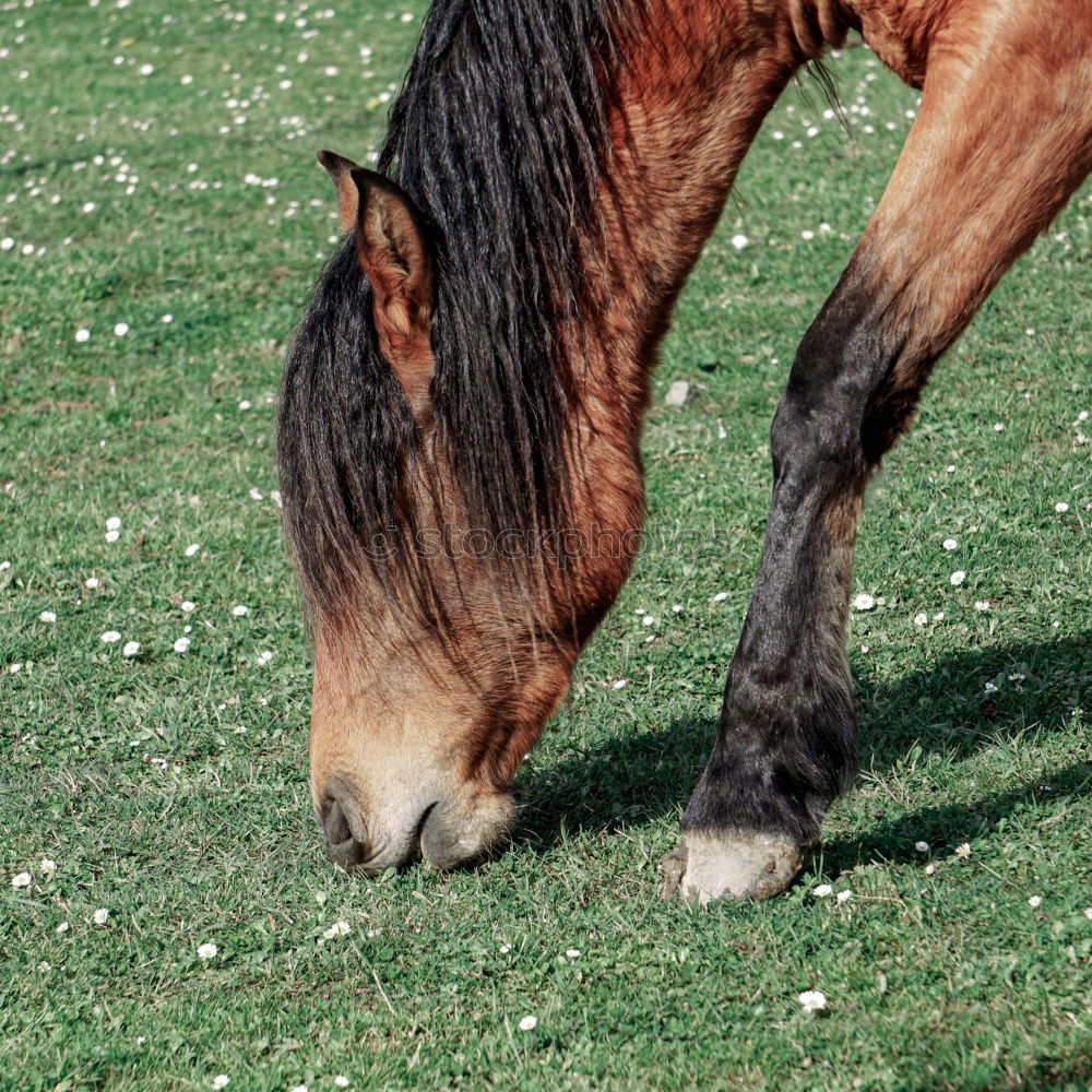 Similar – cow feet Meadow