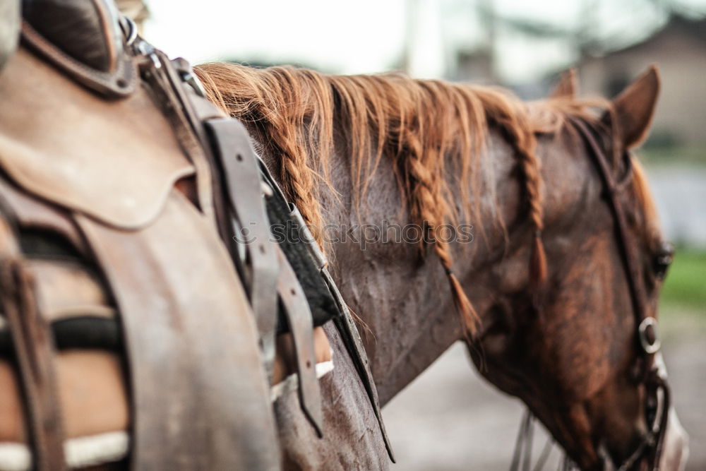 Similar – Image, Stock Photo Man saddling a horse and tighten the girth. Foreground.