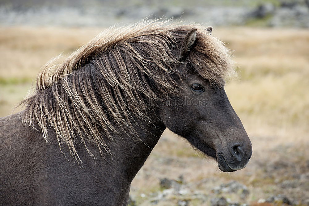 Similar – Foto Bild Islandpferd Tier Pferd