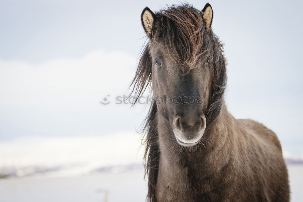 Similar – Friendly horse Animal