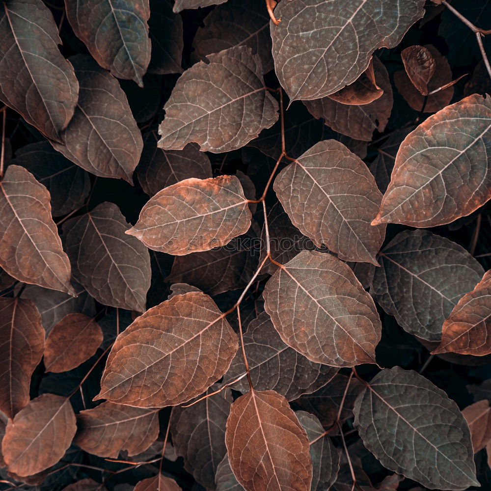 Similar – Autumn leaves on black background