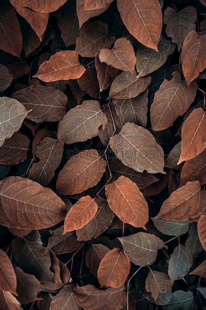 Similar – Hoarfrost covers the leaves on the ground