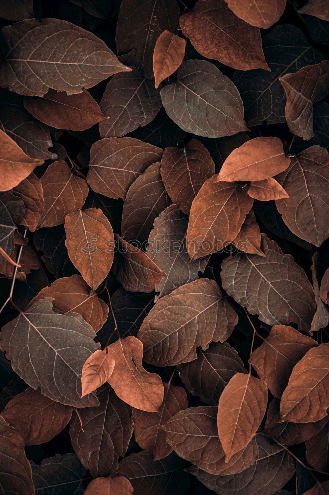 Similar – Hoarfrost covers the leaves on the ground