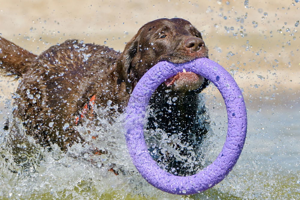 bathing fun Nature