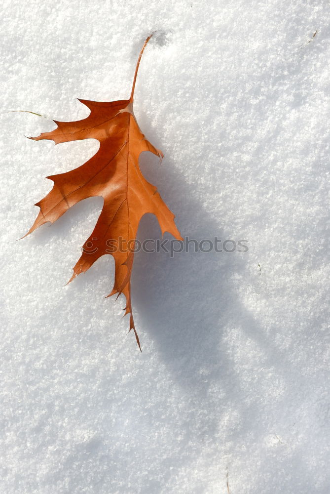 Similar – Foto Bild Herbst > Winter > Frühling!