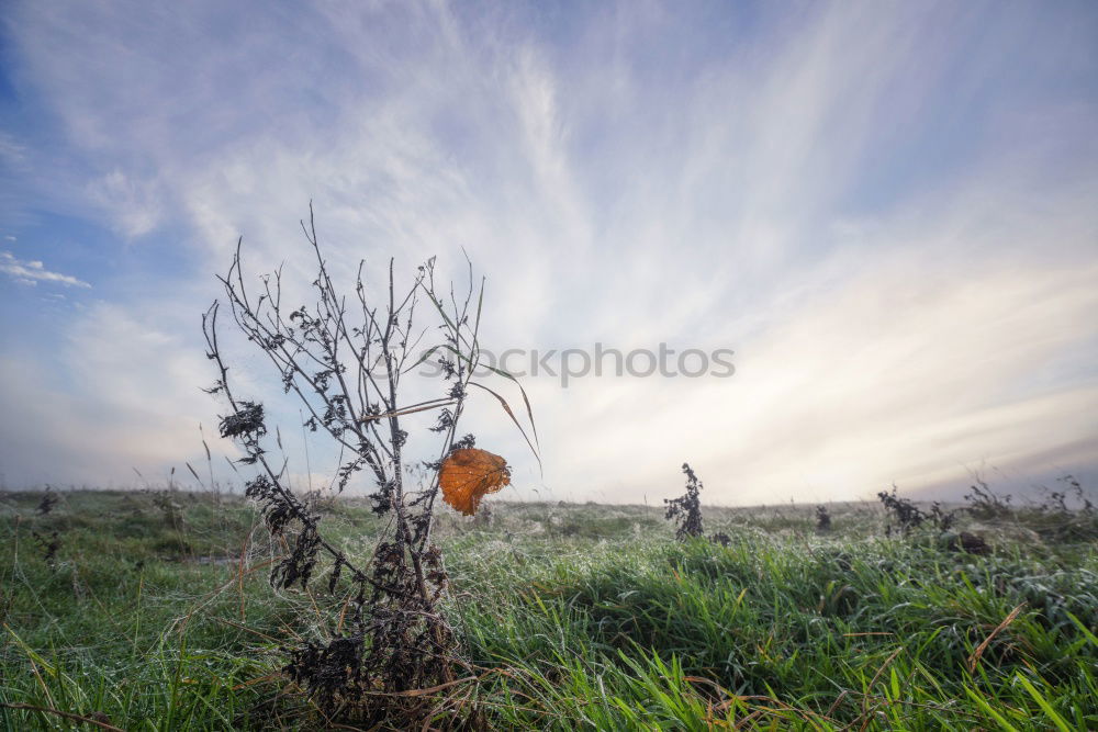 Similar – Image, Stock Photo On the lookout Plant