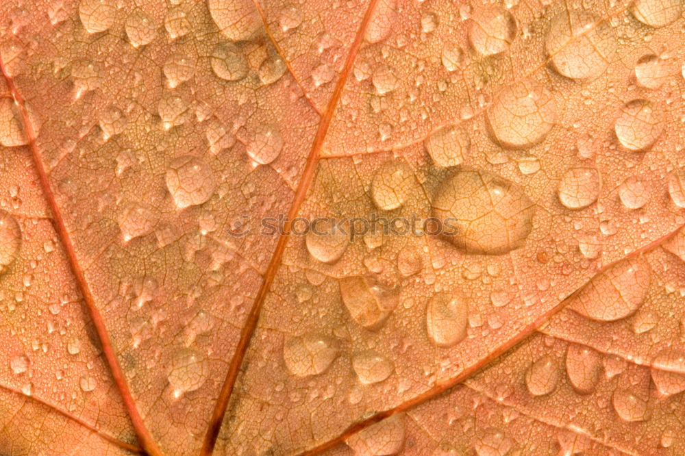 Similar – resin Nature Summer Tree