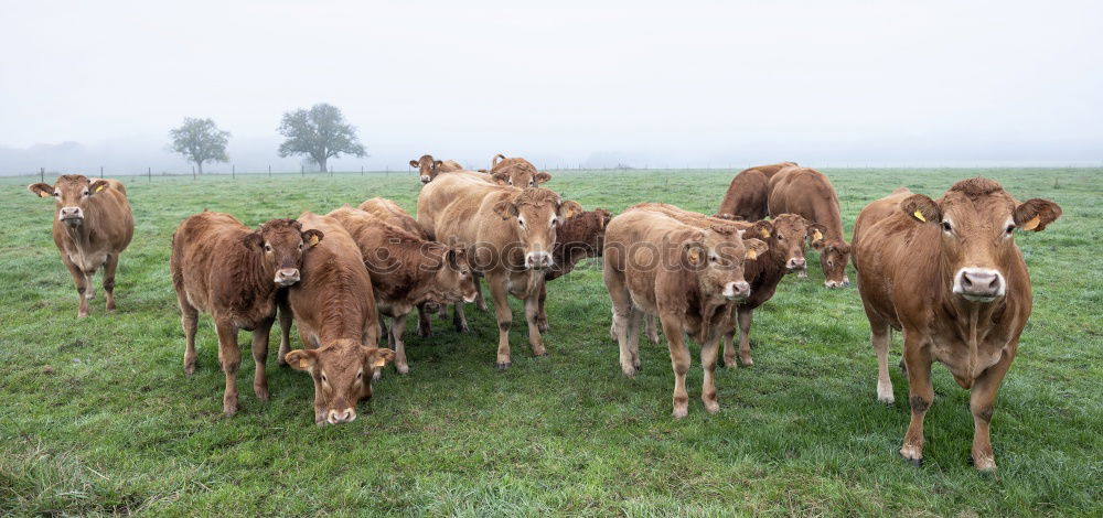 Similar – Calves on the meadow