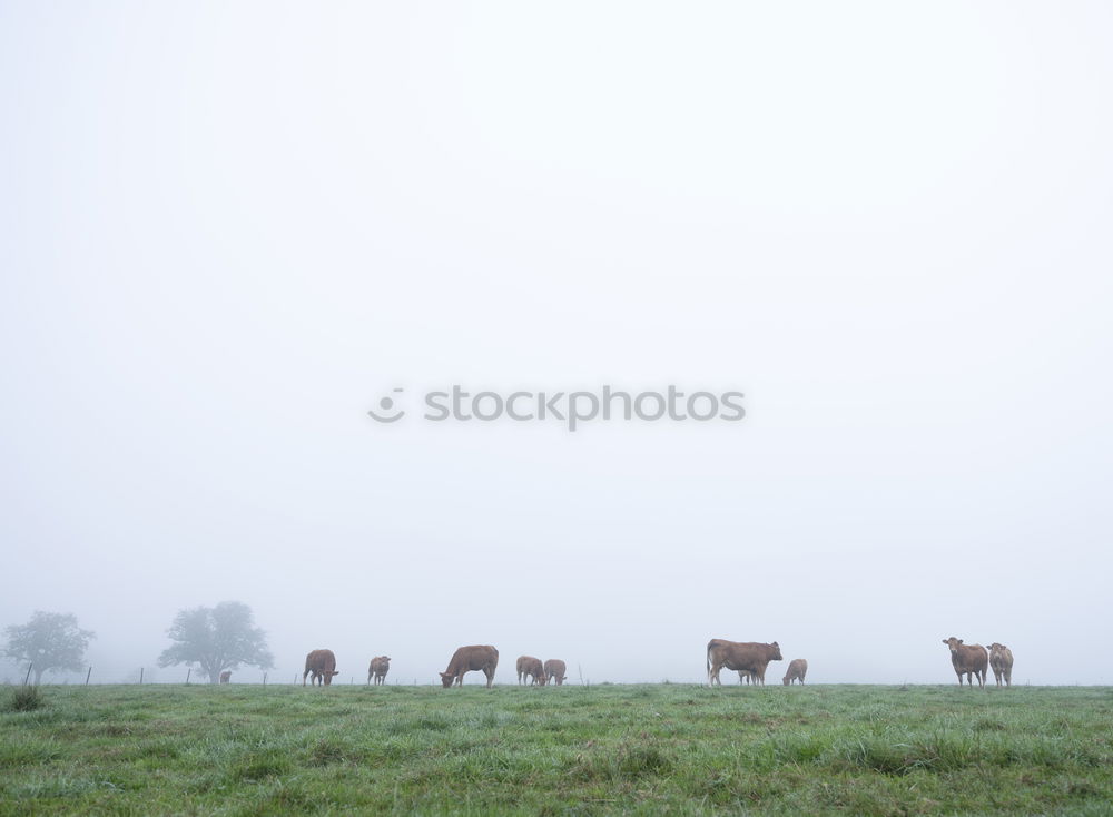 Similar – ground fog Nature