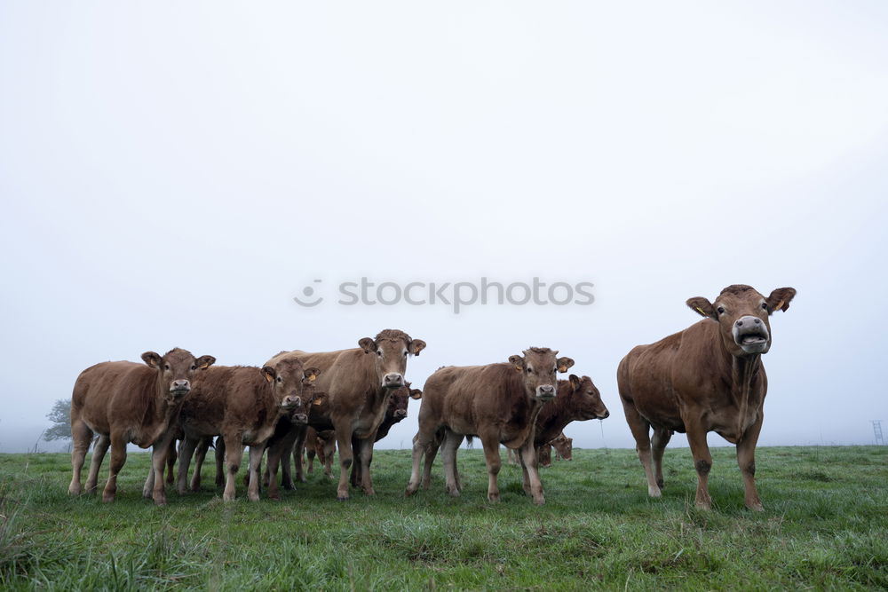 Similar – Image, Stock Photo galloway Environment