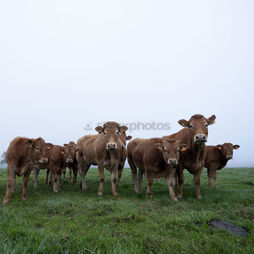 Similar – Image, Stock Photo galloway Environment