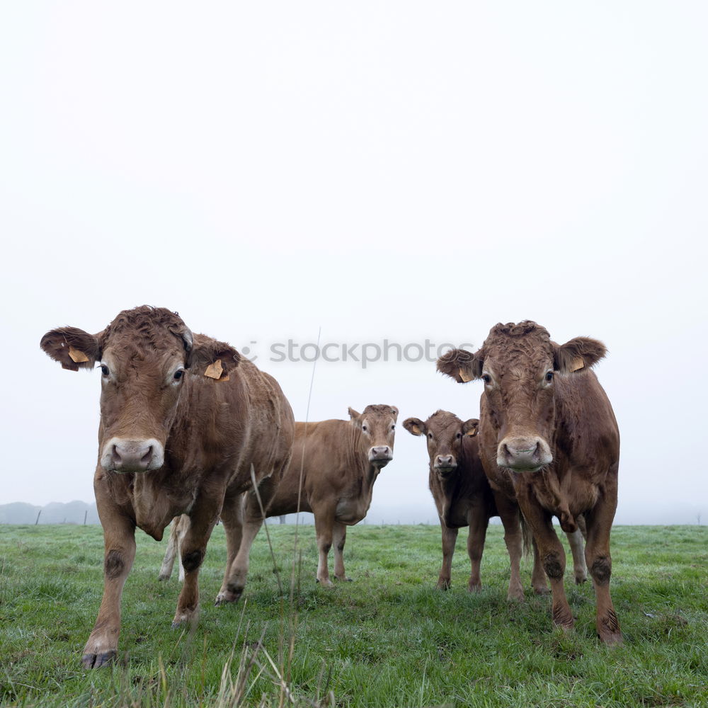 Similar – Four young cops on a meadow looking into the camera