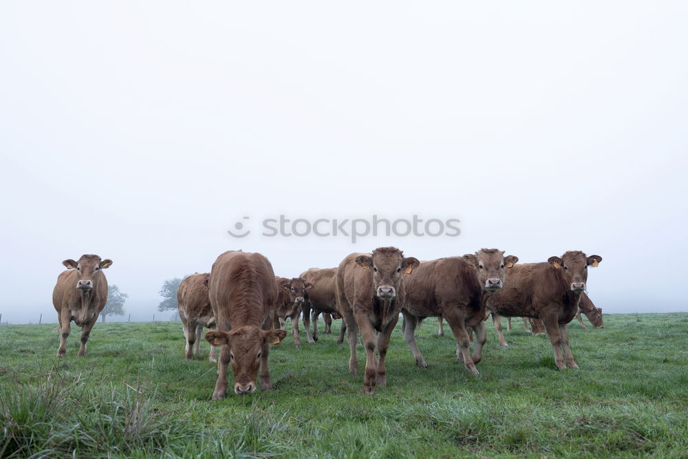 Similar – Image, Stock Photo galloway Environment