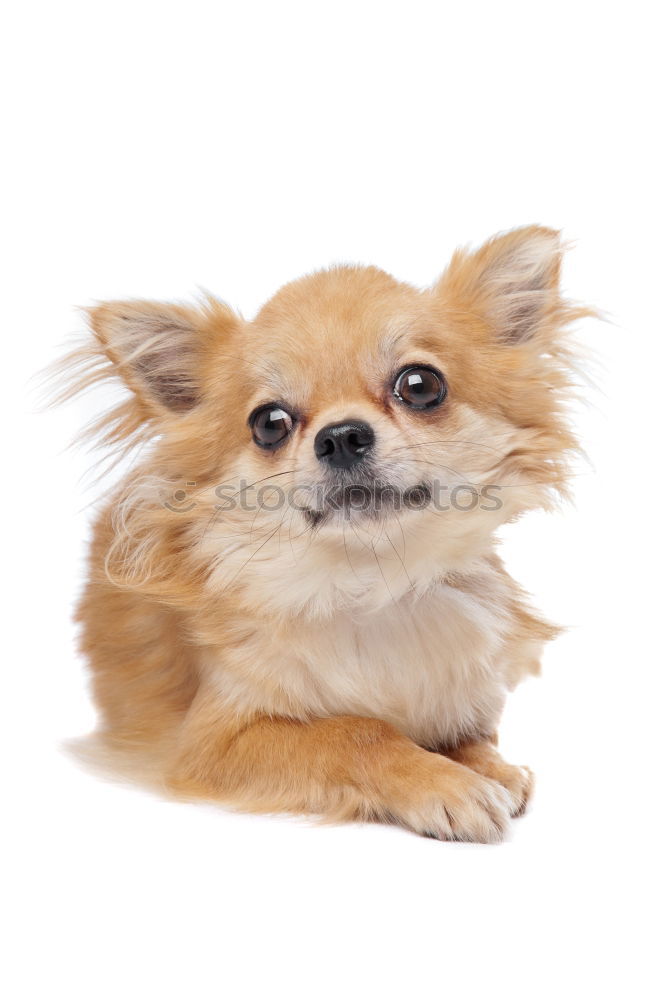 Similar – Image, Stock Photo This look… Dog portrait