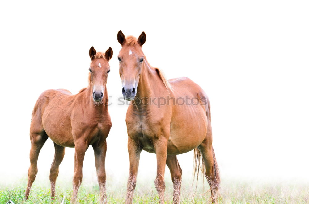 Similar – _ langes Gesicht Pferd