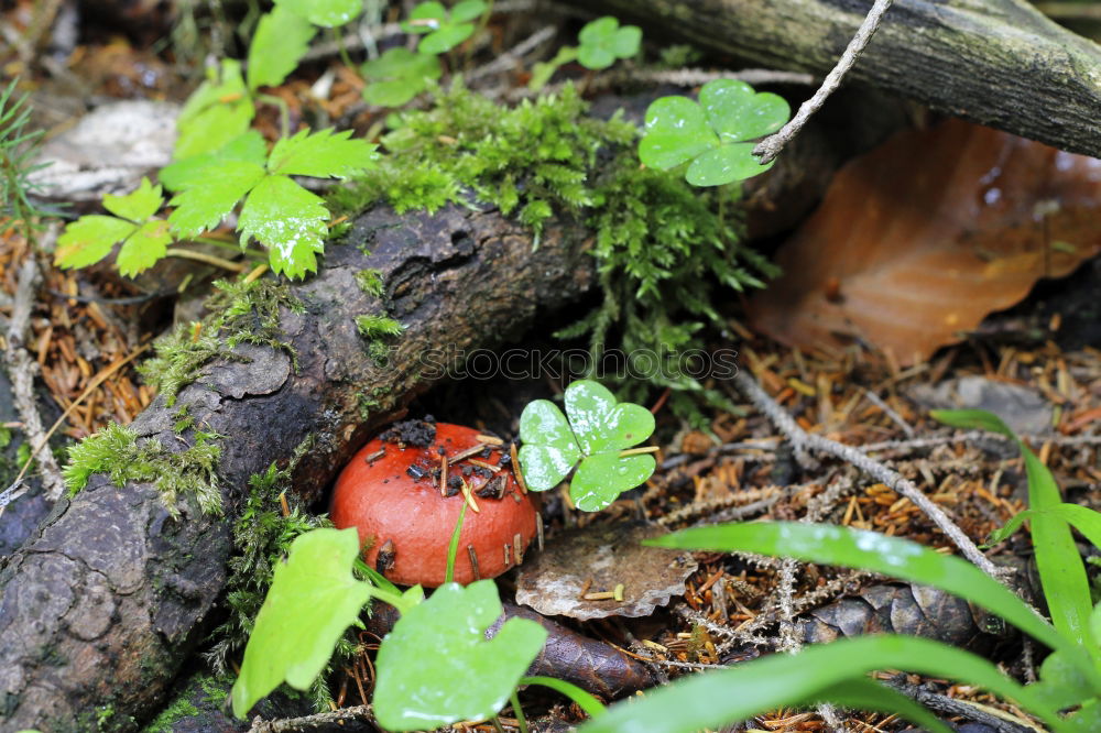 Similar – Durchbruch Natur Pflanze