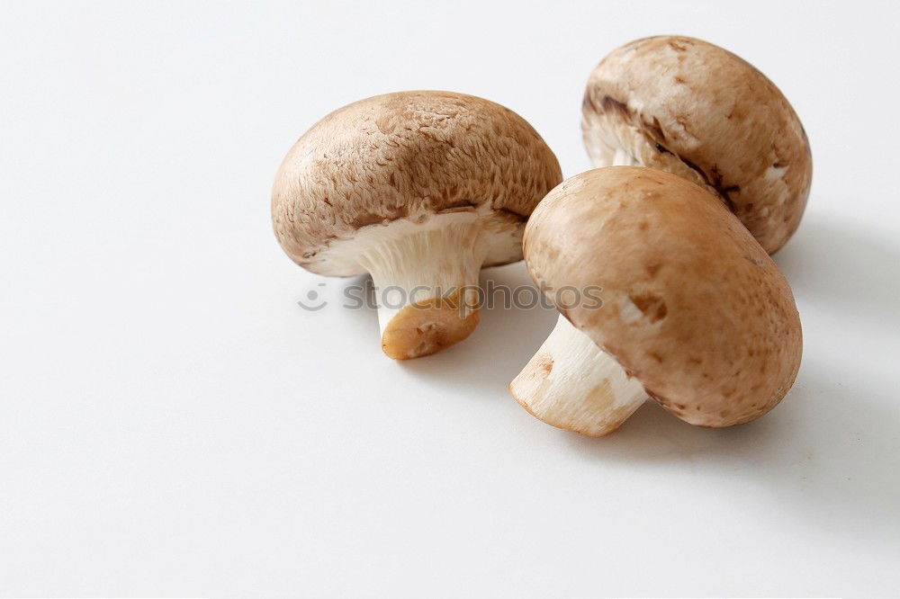 Similar – Fresh porcini mushrooms from the forest