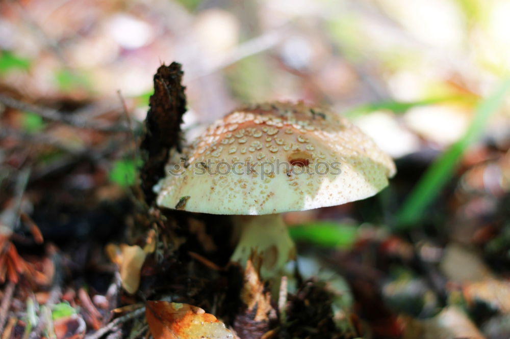 Similar – Image, Stock Photo Chestnut after the rain