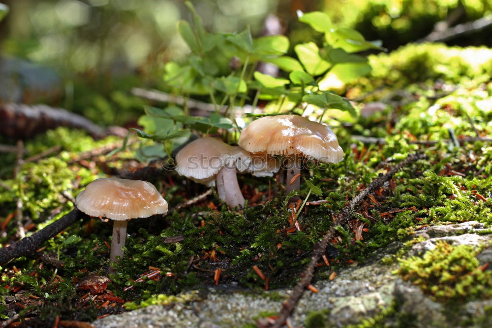 Similar – Long-stemmed Nature Plant