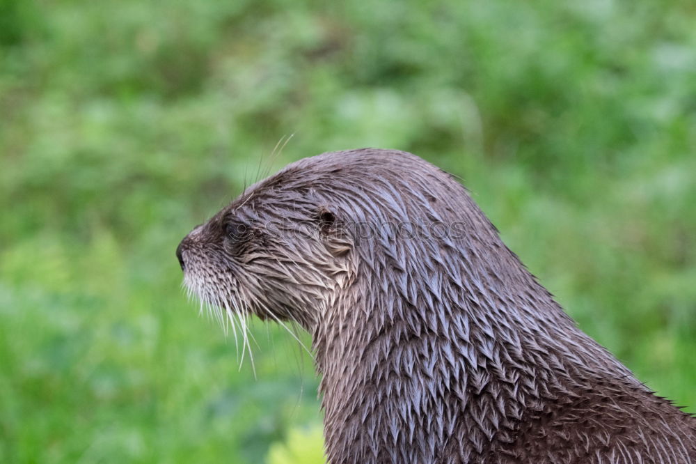 Similar – Auf dem Laufsteg Otter